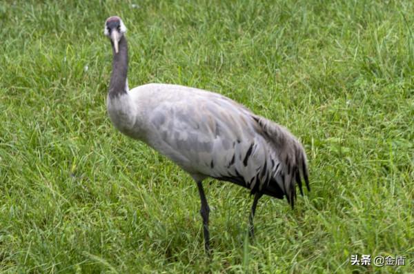 野生動物園的動物惹人喜愛,遊人對每一種動物都充滿興趣 野生動物園的動物惹人喜愛,遊人對每一種動物都充滿興趣