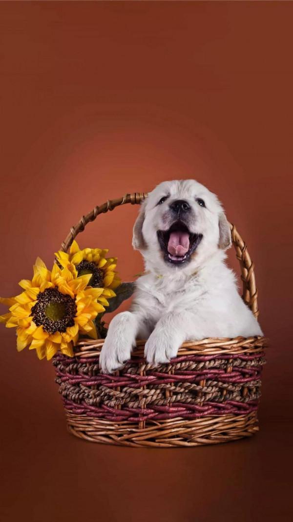 苗苗和豆豆的情誼 苗苗和豆豆的情誼