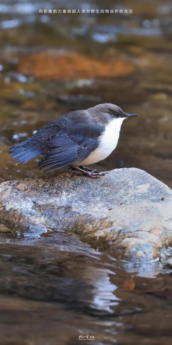 深冬,到新疆觀鳥,會有想不到的驚喜 深冬,到新疆觀鳥,會有想不到的驚喜