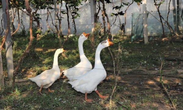 紫輝生態 碩果累累 紫輝生態 碩果累累