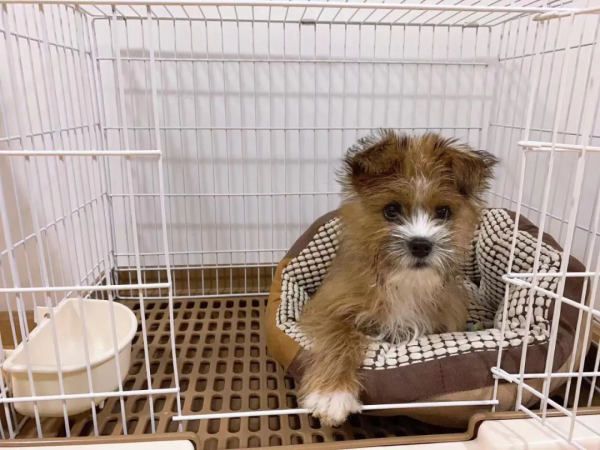 在樹林裡撿到一隻潦草小串串,幾個月後,長成了盛世美顏 在樹林裡撿到一隻潦草小串串,幾個月後,長成了盛世美顏