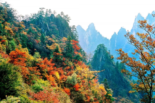 西峽這個地方秋色“蠢蠢欲動”，是時候開啟一場深秋之旅啦