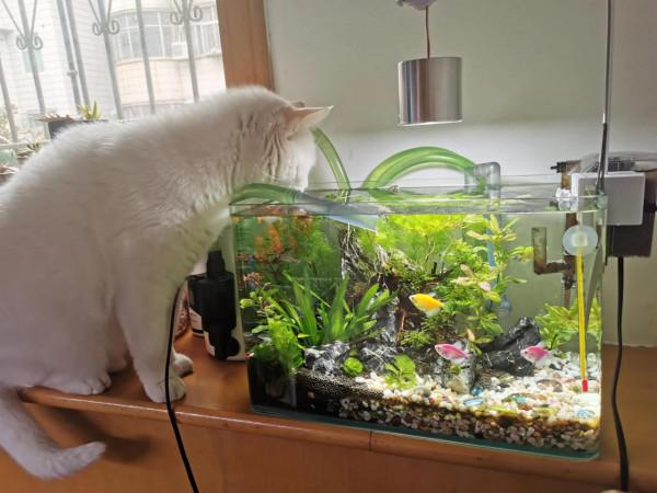 我們的毛孩子——端午