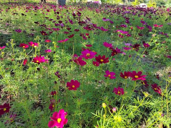 海南遊筆記8:南山寺,普度眾生觀世音 海南遊筆記8:南山寺,普度眾生觀世音