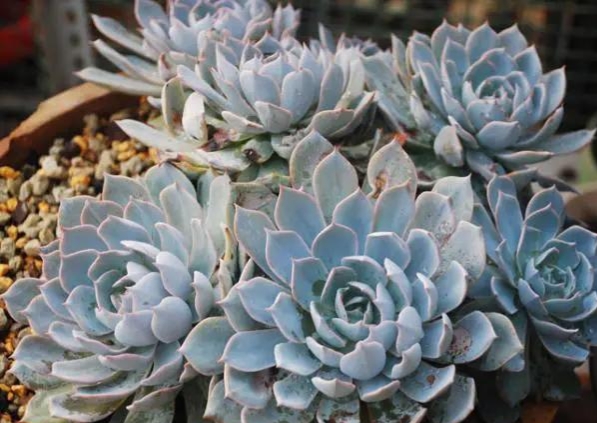 景天養護攻略,多肉植物這樣種才能活得久 景天養護攻略,多肉植物這樣種才能活得久