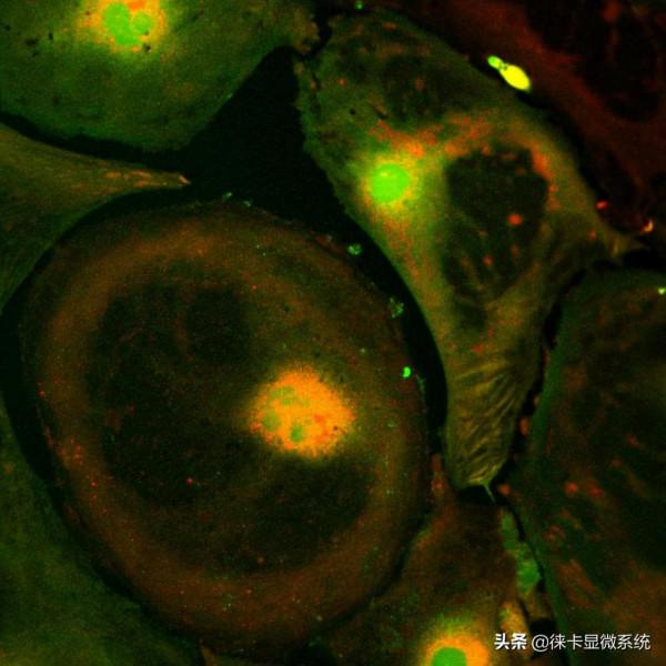 活細胞成像簡介 活細胞成像簡介