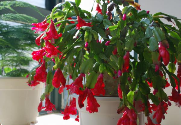 買到帶花蟹爪蘭，“換盆、假植、套盆”三種操作，只有一種是對的