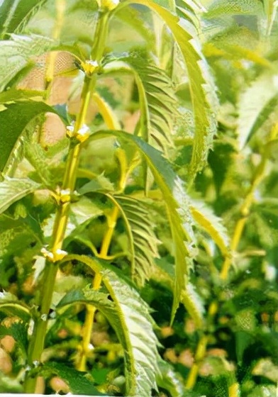 「活血化瘀」活血藥物大全 「活血化瘀」活血藥物大全