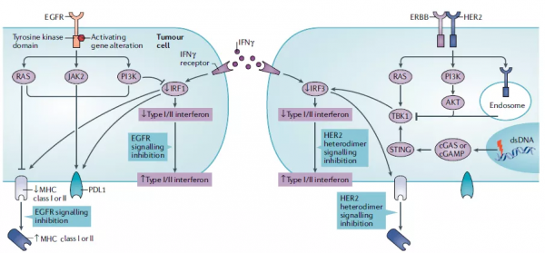 傑享第06期：ERBB受體家族訊號調控抗腫瘤免疫