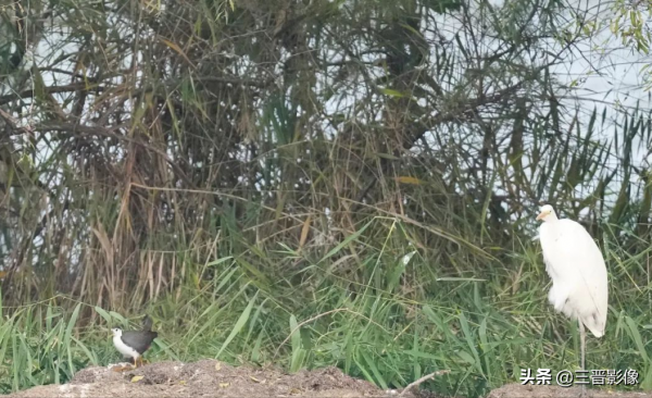 索尼A1相機體驗試拍結果：確實很強