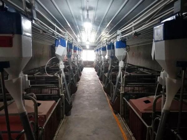 牧原第五次臨時股東大會，透露了一個養豬秘籍