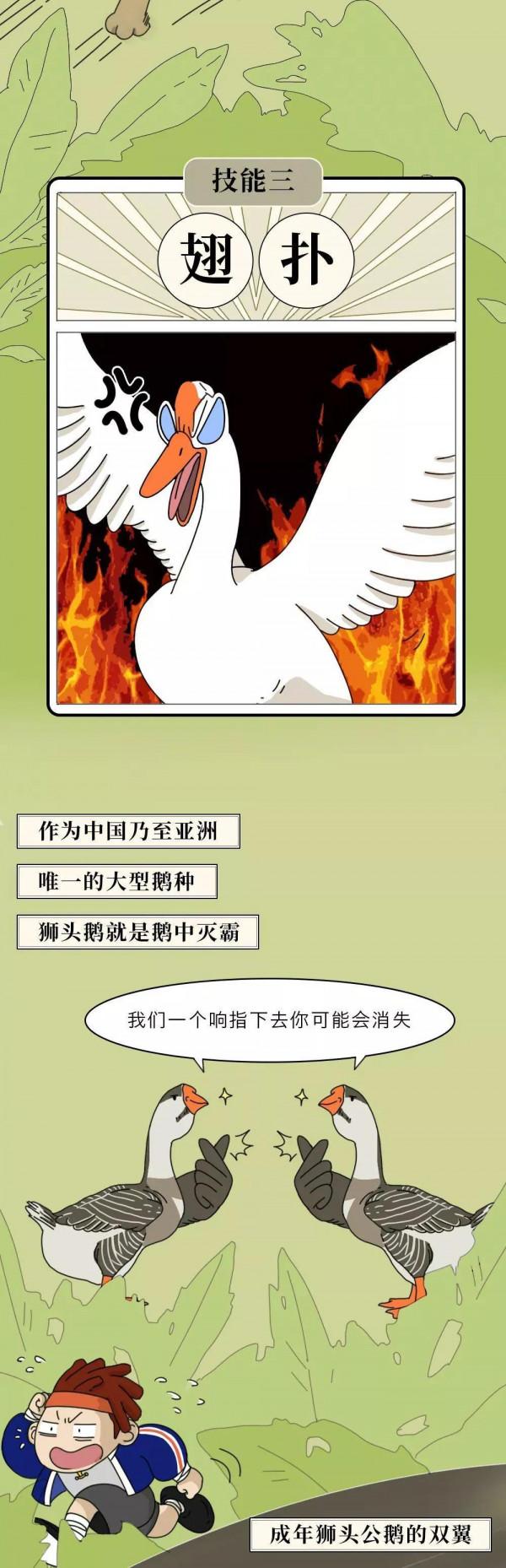 你有沒有被大鵝追過！哈哈！（漫畫）