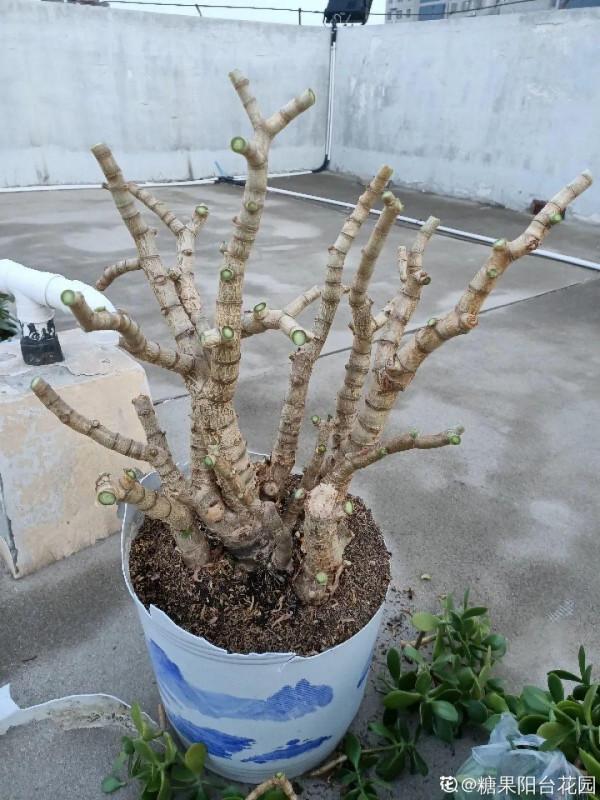 10種花得窮養,盆越小、水越少,越長得旺 10種花得窮養,盆越小、水越少,越長得旺