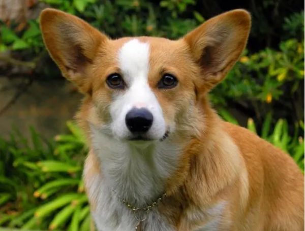 “時日不多”的柯基犬，都有這些特徵，你注意到了嗎？