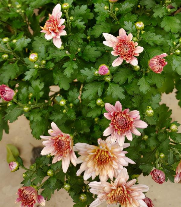 9種花,光照時間越短越容易爆盆,曬太久反而不開花 9種花,光照時間越短越容易爆盆,曬太久反而不開花