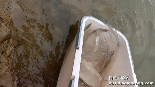 白刺手感太上頭，腥香酒米爆釣翹