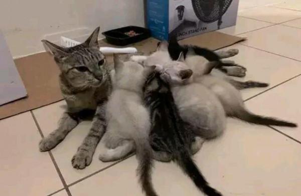 貓媽嫌帶6娃太辛苦,找了個“託兒所”,女孩:你交伙食費了嗎? 貓媽嫌帶6娃太辛苦,找了個“託兒所”,女孩:你交伙食費了嗎?