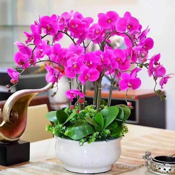 若是發現盆土長出4種“小東西”,建議斷水、換盆,防止根系腐爛 若是發現盆土長出4種“小東西”,建議斷水、換盆,防止根系腐爛