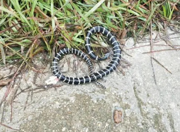 魚缸裡有世界上最毒的蝸牛怎麼辦？英國男子一做法，讓他躲過一劫