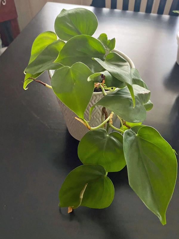 朝東窗臺上少不了的18種盆栽植物,開花植物和觀葉植物任你選 朝東窗臺上少不了的18種盆栽植物,開花植物和觀葉植物任你選