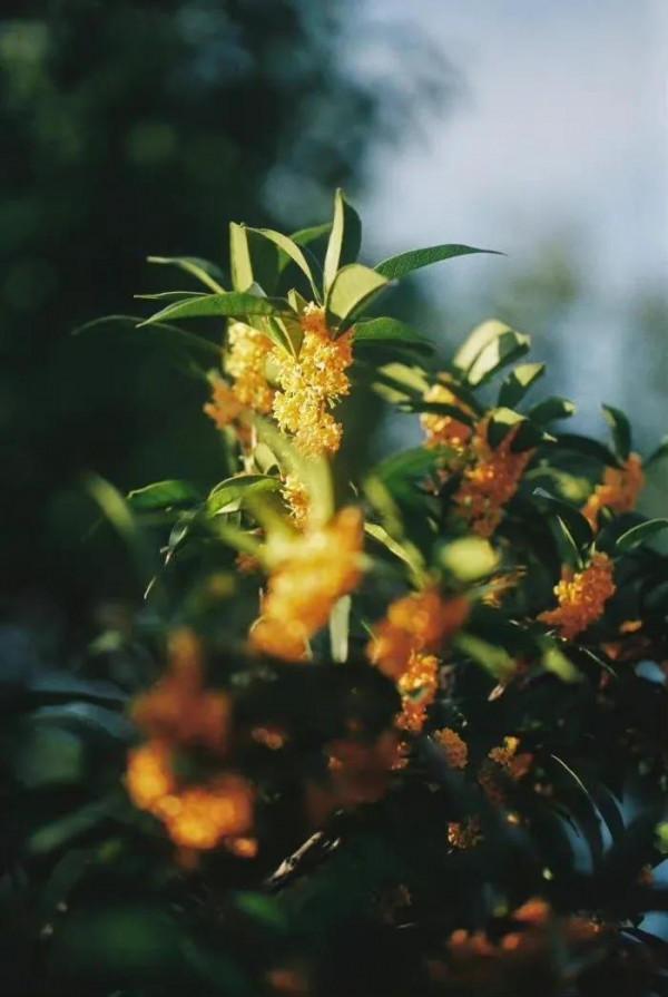 一日一詩/桂花開了 我便想你了 一日一詩/桂花開了 我便想你了