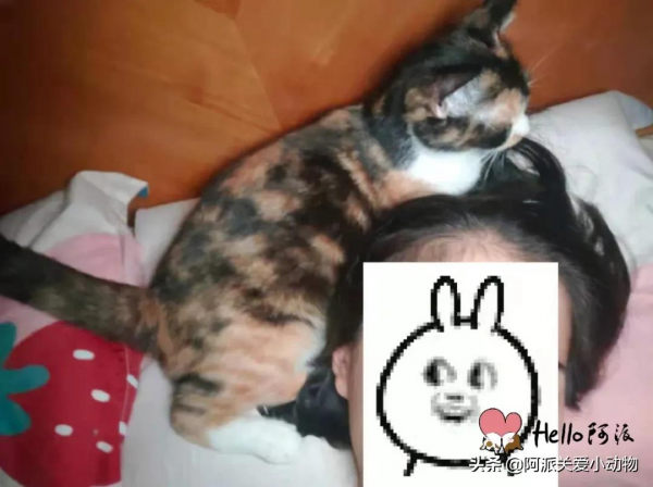 阿派救助基金公示 : 碰瓷大王，未成年三花少女的心機得逞