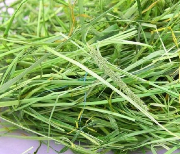 龔清孝：因口渴無意吃了一把草，從此上癮戒不掉，34年吃了40噸草