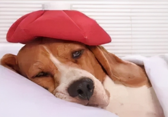 秋季來臨，鏟屎官應該這樣做