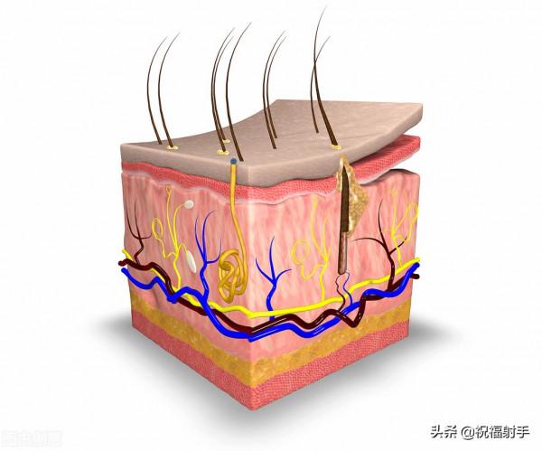 真正安全有效的美容知識 真正安全有效的美容知識