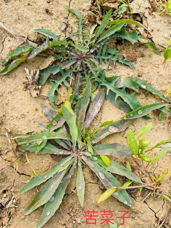 自己動手製作山東小豆腐