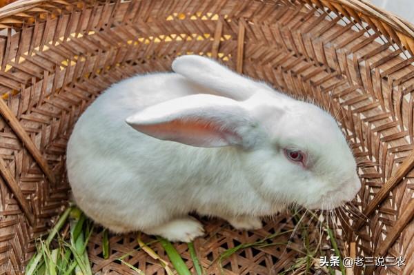 這三種食物，只要讓兔子一吃，少生病，產仔多，一隻年利潤1000元