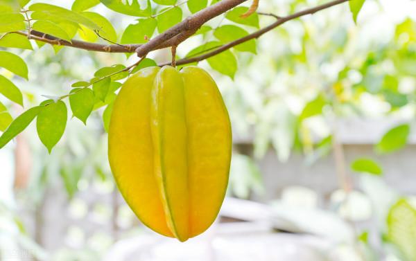 果星來客：楊桃的三大健康益處