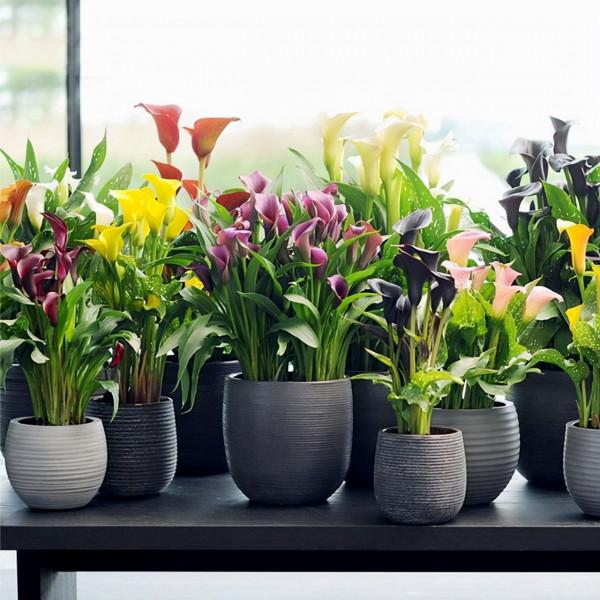 別隻用啤酒澆花了，配上4種“小藥片”，葉子更綠油，開花更多