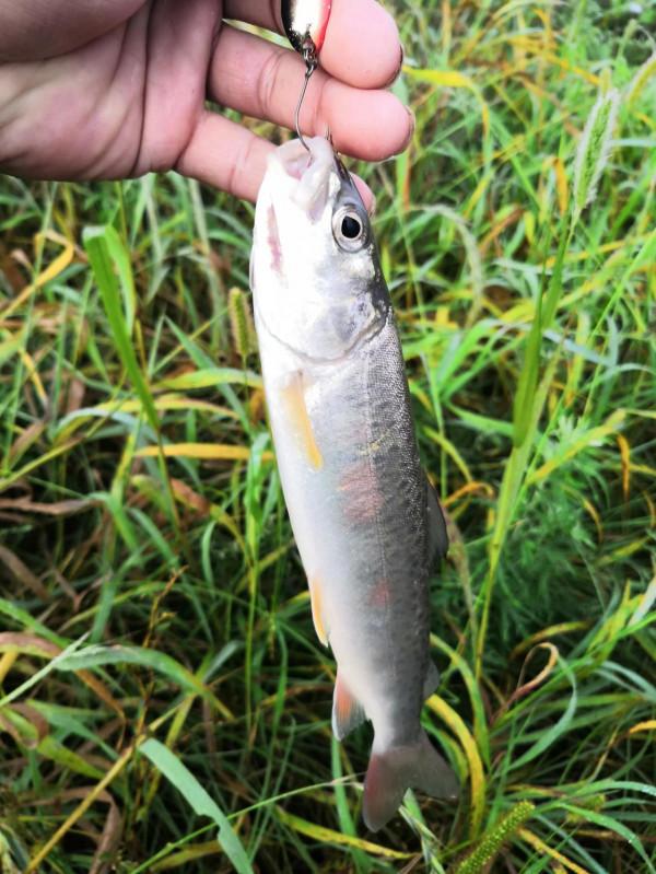遊釣細鱗鮭