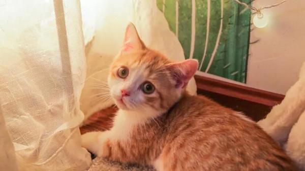 陳皮到豬皮 陳皮到豬皮