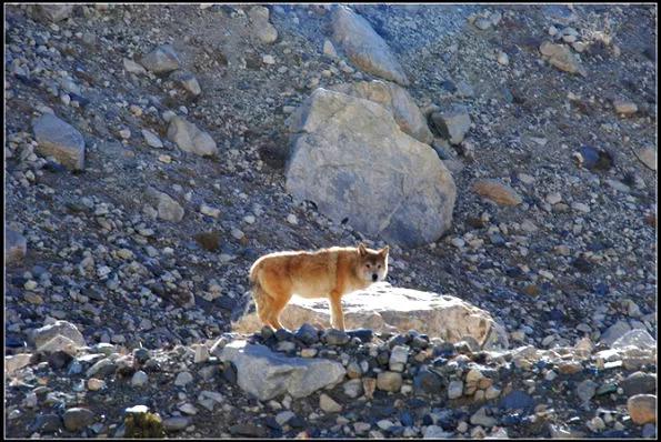 零下20度，受傷母狼奄奄一息，老人脫棉衣救狼，母狼報恩意想不到