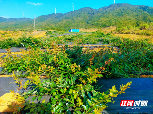 湖南的秋天是什麼顏色?來看看豐收的色彩 湖南的秋天是什麼顏色?來看看豐收的色彩