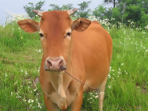 農村婦女彭美竹，養牛10年坐擁1200萬資產，帶領鄉民發家致富