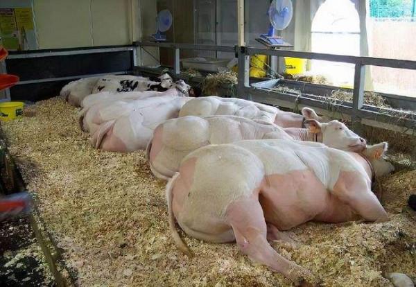 大猩猩不鍛鍊都會肌肉發達，為什麼人類就不行？是基因被壓制？