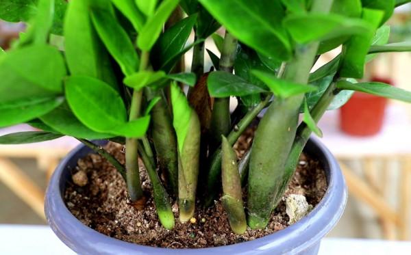 養金錢樹盆栽，現在做好4點，長得茂盛，葉子油綠光亮