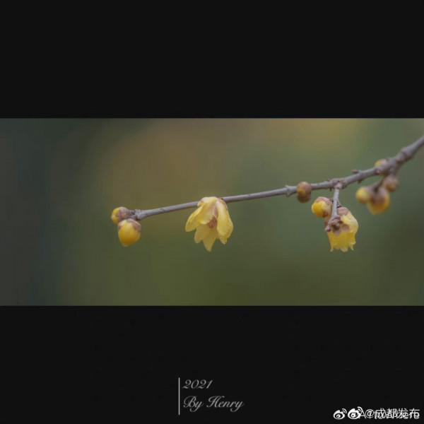 都植物園梅花初開 都植物園梅花初開