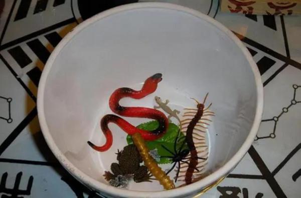 “蠱”究竟指的是什麼？為什麼歷朝律法對養蠱的處罰如此嚴厲？