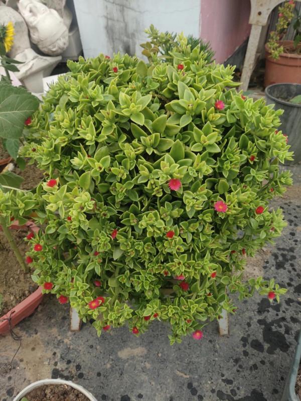 花草不論貴賤 花草不論貴賤