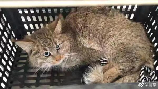 霸氣歸山！青海一隻荒漠貓為啥引起了全網關注？