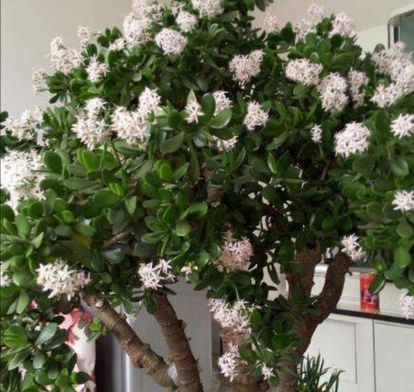 張大爺養的玉樹，二三年全都成老樁，有些還開出漂亮的花，值錢了
