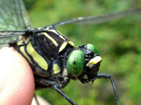 最大的蜻蜓——飄逸
