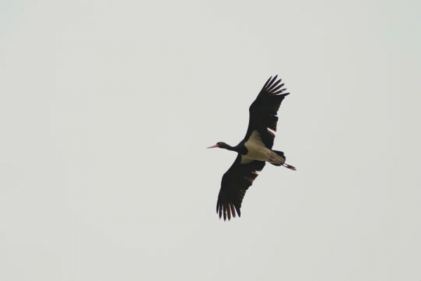 前方高萌！海淀竟有超多“神奇生物”出沒……