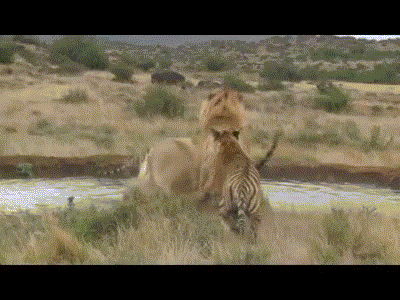 孤兒幼獅被雌虎收養長大,幫虎媽育兒和保衛領地,麻醉後被咬死 孤兒幼獅被雌虎收養長大,幫虎媽育兒和保衛領地,麻醉後被咬死