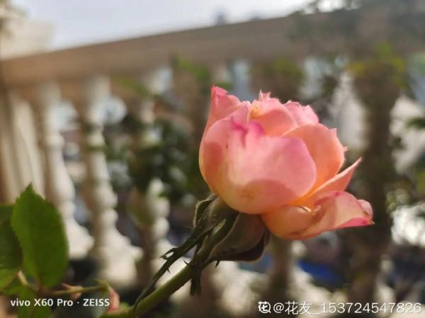 新房裝修完,養盆“天然淨化器”,淨化空氣身體棒 新房裝修完,養盆“天然淨化器”,淨化空氣身體棒