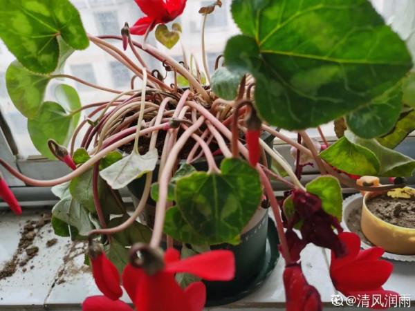 年宵花買回家，黃葉掉苞問題多，趕緊試試“急救”方法